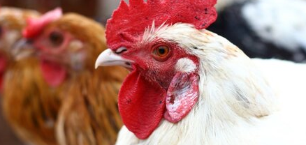 鸡内金当中含有胃素这种物质可促进消化系统的分泌功能和蠕动功能