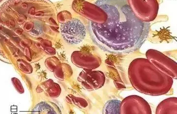 血红蛋白的数值或者红细胞数量代表有没有贫血