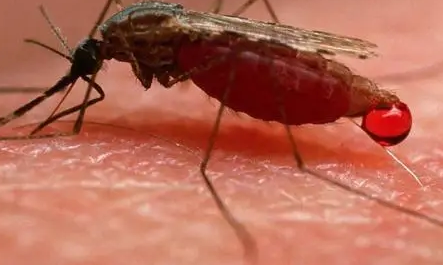 蚊虫叮咬不仅会起包还可能传播多种疾病