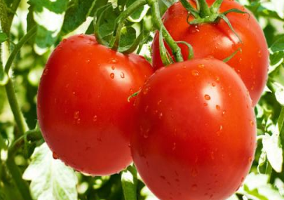 西红柿是我们最大众化的蔬菜之一