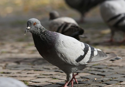 鸽子肉在生活中是比较常见的滋补食材