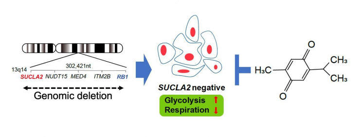 具有SUCLA2基因缺失的前列腺癌细胞可以作为治疗靶标