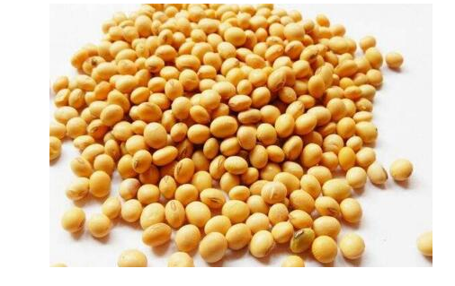 大豆属于优质蛋白质用来替换部分红肉有降脂抗癌等作用