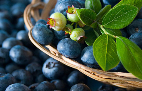如何在容器中种植富含抗氧化剂的蓝莓
