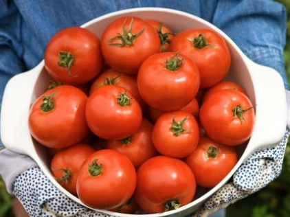 园艺基础如何修剪西红柿