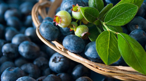 蓝莓为各种菜肴饮料和小吃增添了酸味和清爽的口感