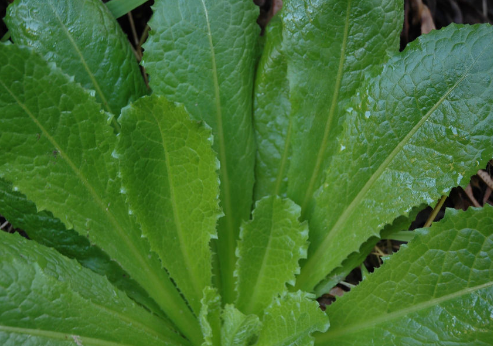 野生生菜是一种有效的天然止痛药 与非处方药一样好