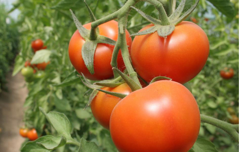 对于初学者和经验丰富的园丁来说西红柿也许是最受欢迎的夏季作物之一