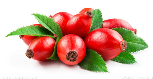 玫瑰果是玫瑰植物的辅助水果是充满维生素C的微小红色浆果
