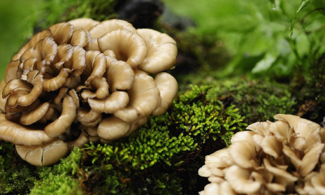 蘑菇中充满了促进健康的维生素和矿物质