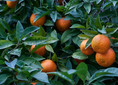 柑橘类水果是目前市场上最受欢迎的一些水果品种