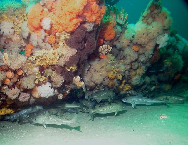 过度捕捞大西洋鳕鱼可能不会引起遗传变化