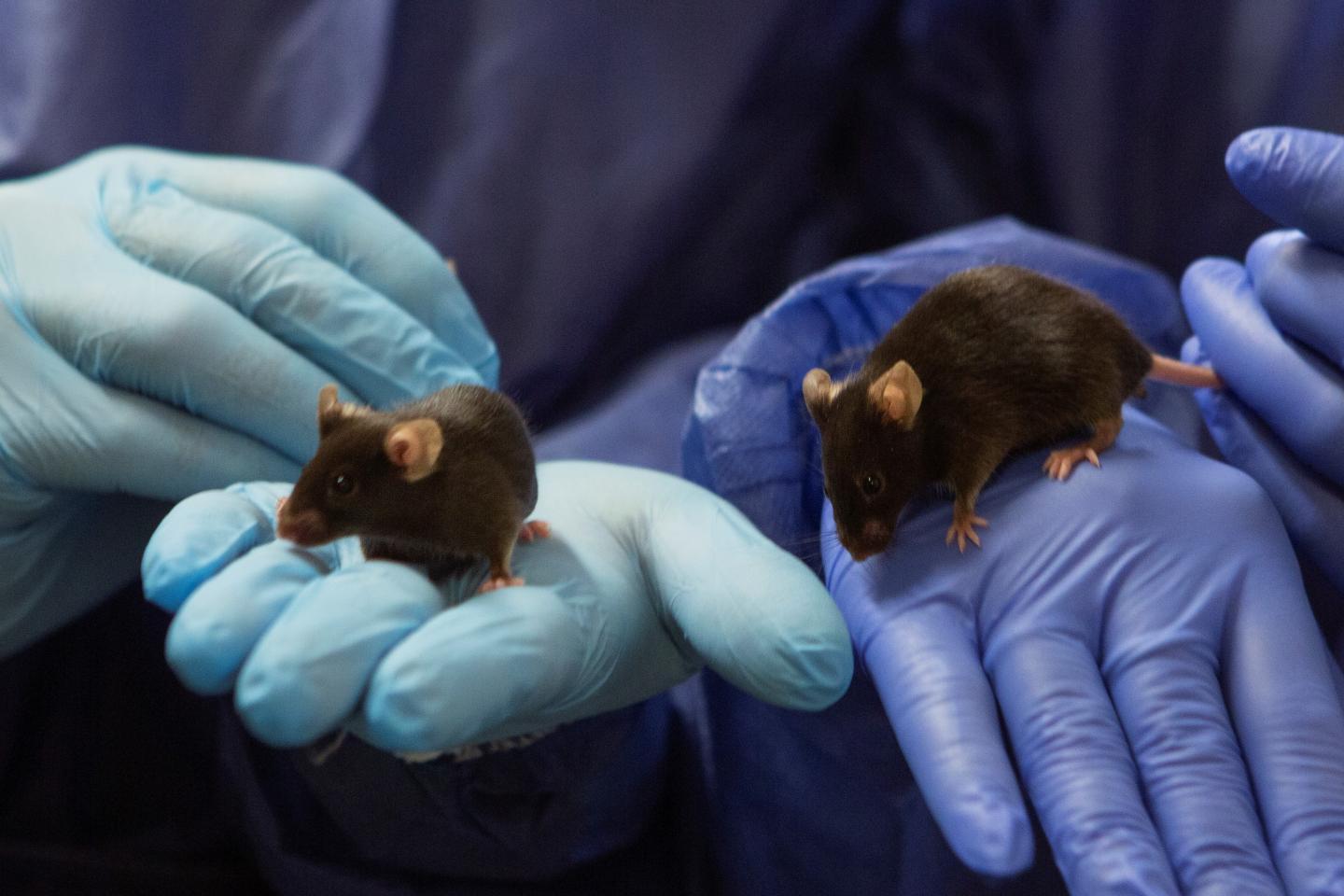一种新的小鼠模型给出了有关Folling疾病的令人惊讶的发现