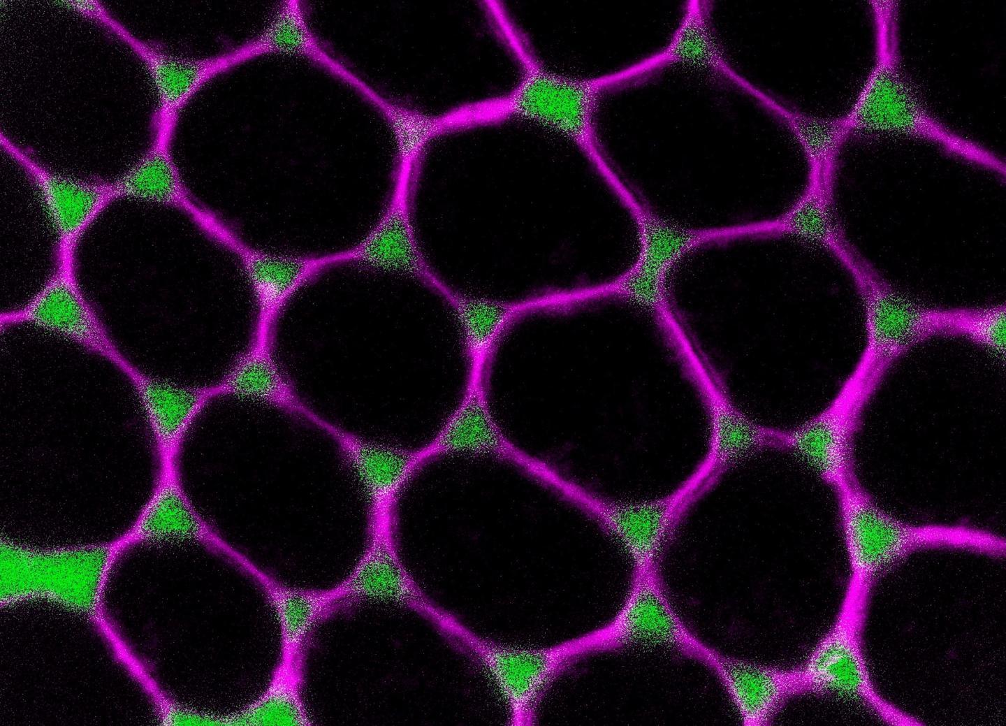 研究人员发现了果蝇卵发育过程中细胞接触如何动态重塑