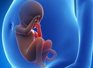 研究为人类胚胎的形成提供了新见解