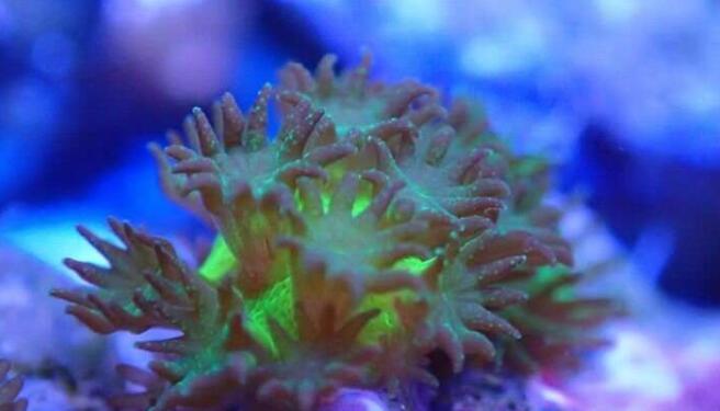 科学家在实验室中成功繁殖出珊瑚