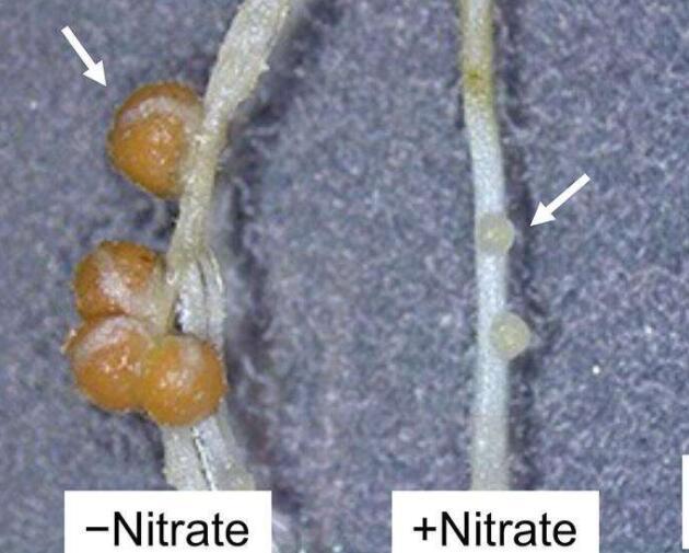 硝酸盐如何调节豆类中的基因表达