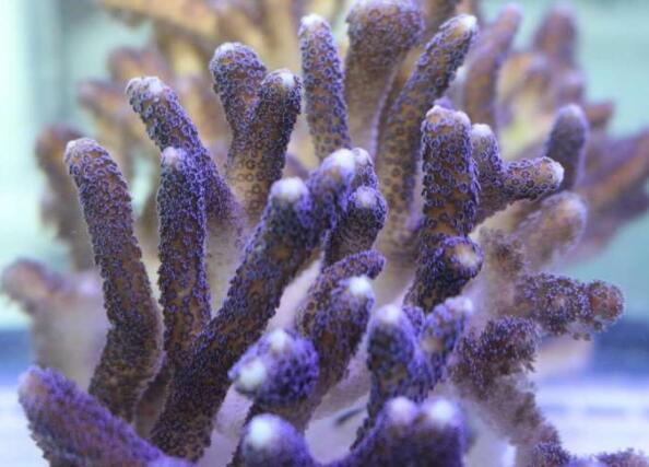 科学家的发现表明珊瑚将承受气候变化
