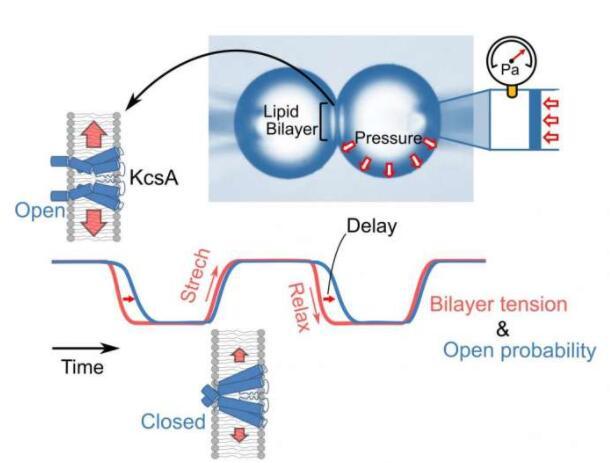 新方法为钾通道的张力敏感性提供了见解