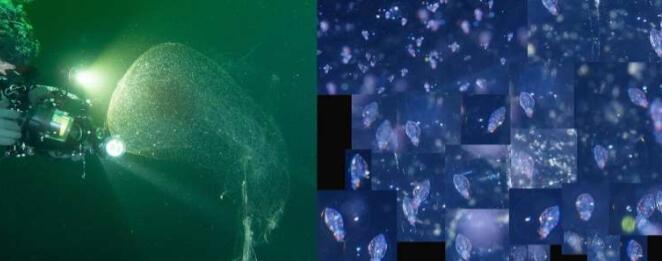 在挪威沿海发现的神秘斑点被识别为鱿鱼卵囊