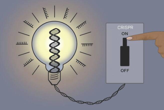 新型可逆CRISPR方法可控制基因表达且保持基础DNA序列不变