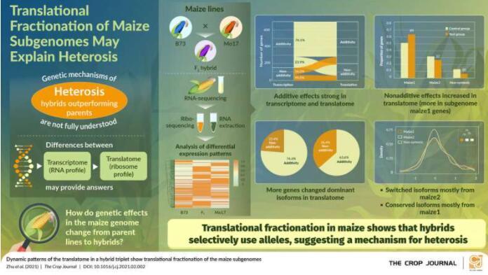 亚基因组分级确定了玉米的杂种优势