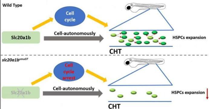 Slc20a1b对于斑马鱼的造血干/祖细胞扩增至关重要