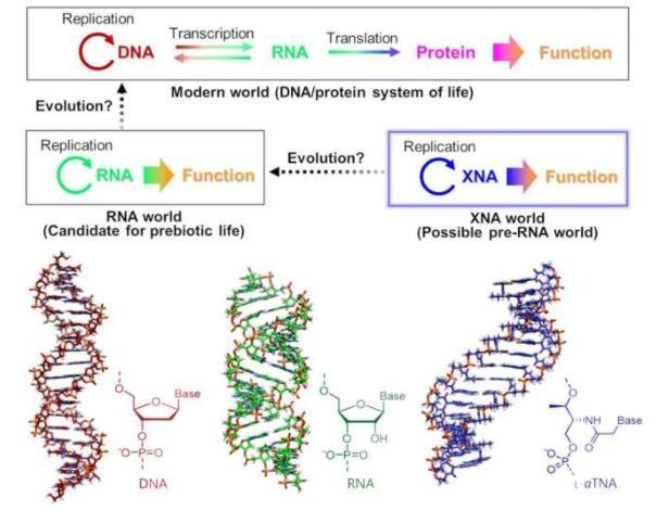 生命起源可能始于类似DNA的XNA