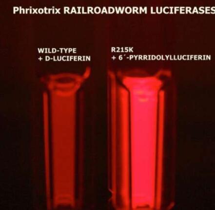 研究人员获得了比市售红色荧光更有效的红色发光生物