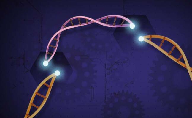 研究报告了植物中CRISPR-Cas12a的六个新变体