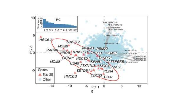 科学家确定了治疗肺癌的潜在靶标