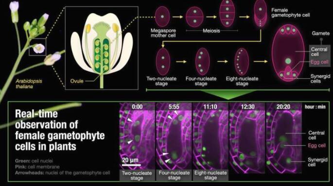 植物雌配子形成的实时成像