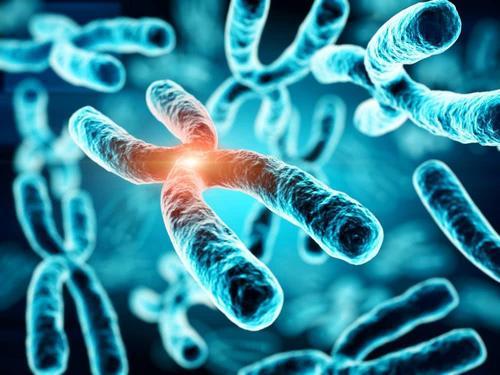 人类第8号染色体的完整装配揭示了新基因与疾病风险