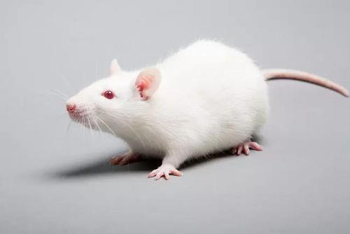 科学家寻找方法逆转小鼠应激反应不良的遗传原因