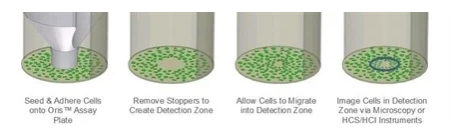 Oris细胞迁移测定与刮擦测定之间的差异