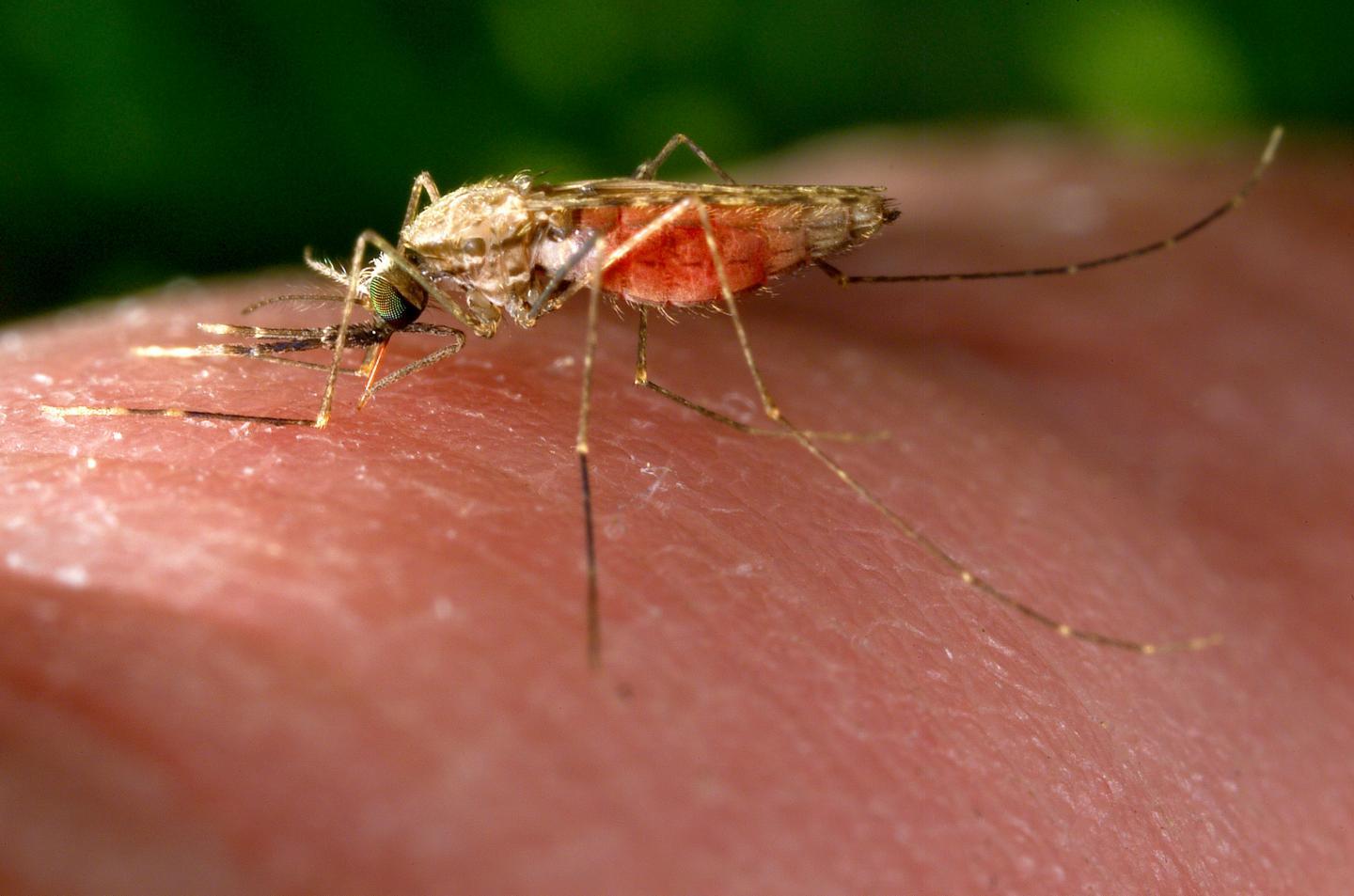 简单的基因改造旨在阻止蚊子传播疟疾