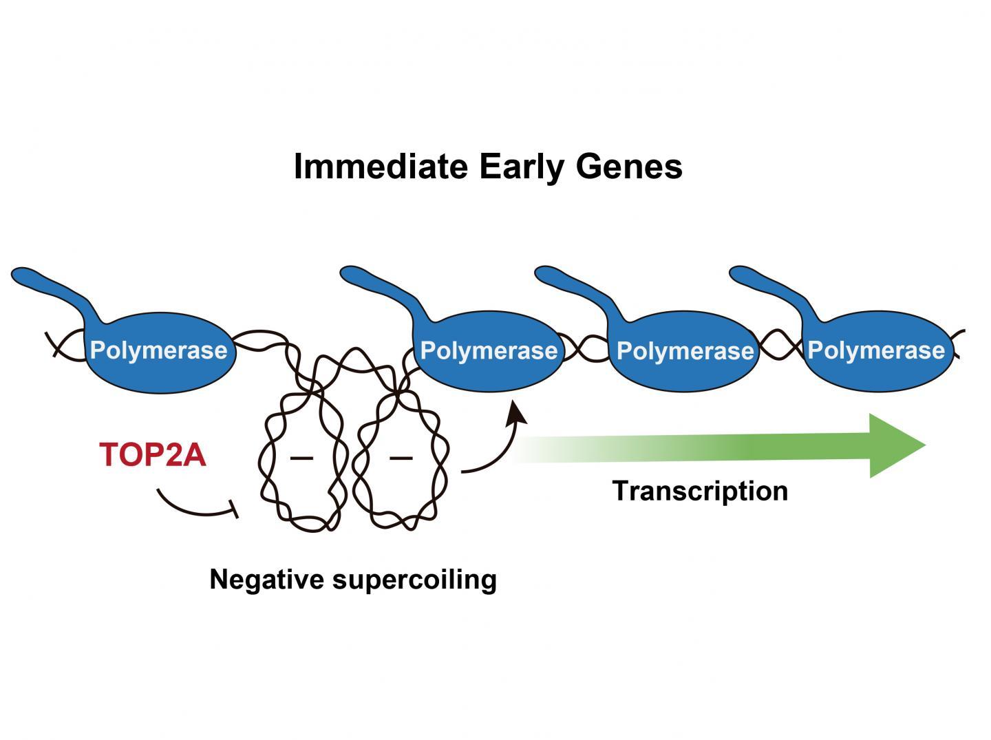 DNA超螺旋是控制基因表达的重要因素