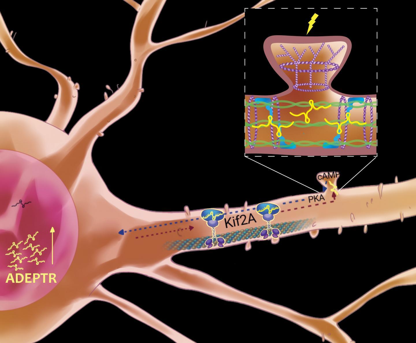 神经可塑性取决于这种长的非编码RNA从核到突触的漫长旅程