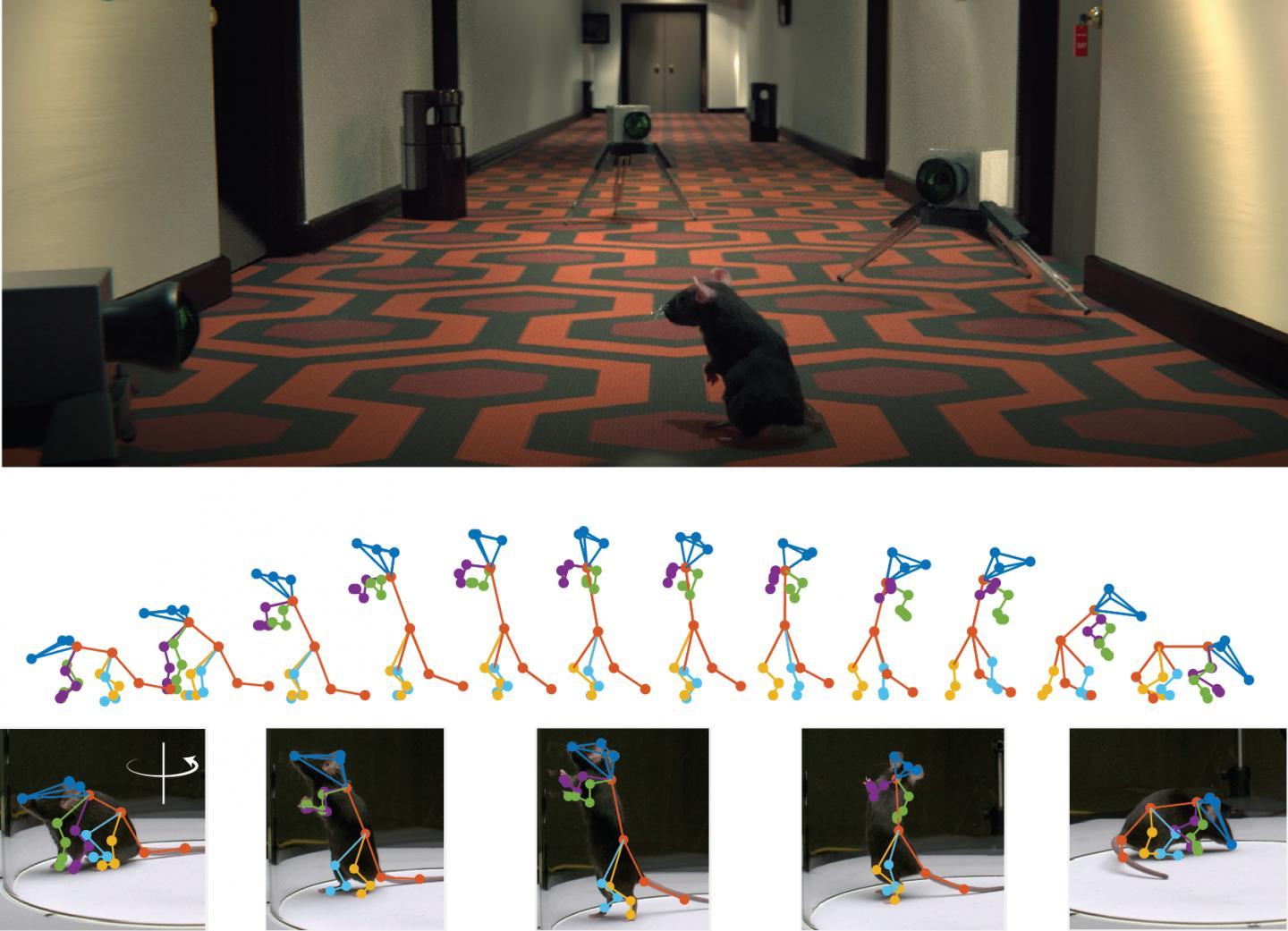 3D深层神经网络可精确重建自由行为的动物动作