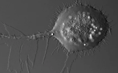 科学家揭示了细胞迁移的独特模式