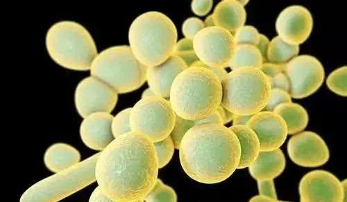 新生儿肠道酵母菌过度生长与哮喘风险增加相关