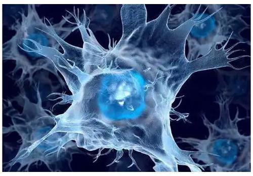 研究揭示了新的基因可以对干细胞进行编程以制造树突状细胞