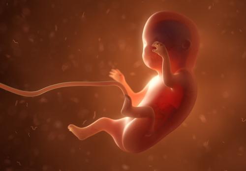 科学家们面临着与人类胚胎使用有关的伦理问题