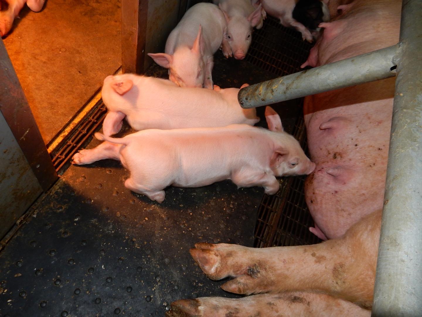 调查发现新技术使养猪业更加环保