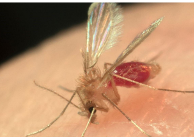 令人惊讶的沙蝇发现产生了新的细菌种类