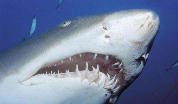 研究人员研究了活鲨鱼牙齿和颌骨发育的进化起源