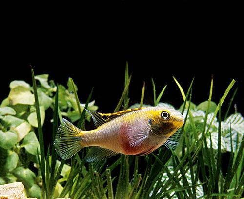 维多利亚湖丽鱼科鱼的研究揭示了物种快速适应的过程