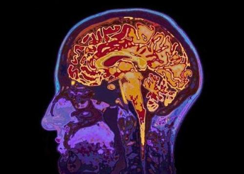脑类器官提供了关键酶在自然大脑发育中的作用的新见解