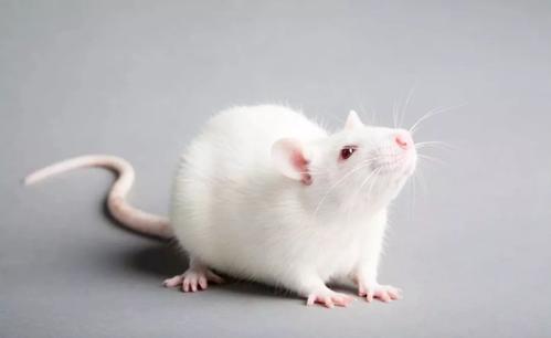 高强度间歇训练可改善大鼠的空间记忆
