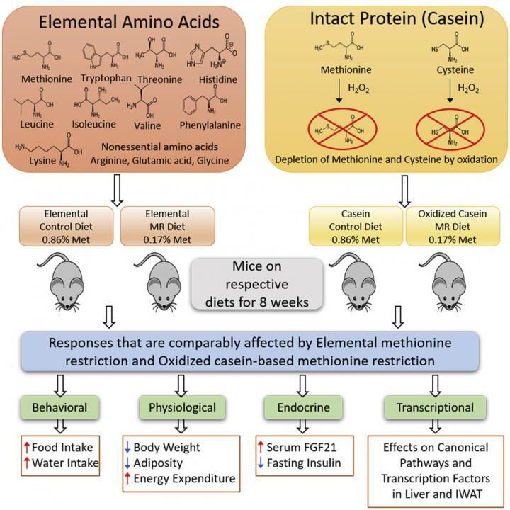 氧化酪蛋白对蛋氨酸的限制与基本饮食一样有效